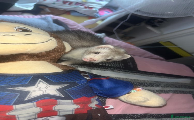 Ferret rodents - Advert 1