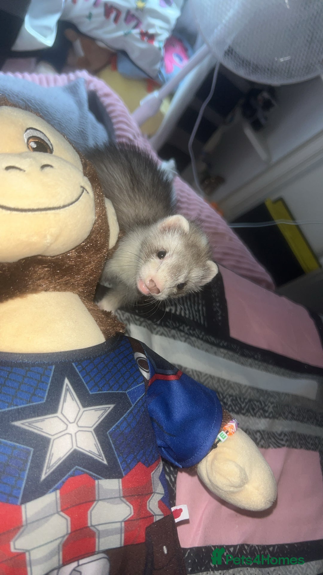 Ferret rodents for sale: Sparky, Male Ferret - Image 1