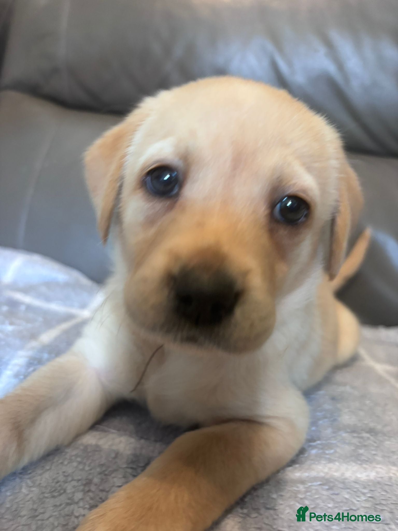 Labrador Retriever dogs Beautiful Labrador Puppies - Advert 2