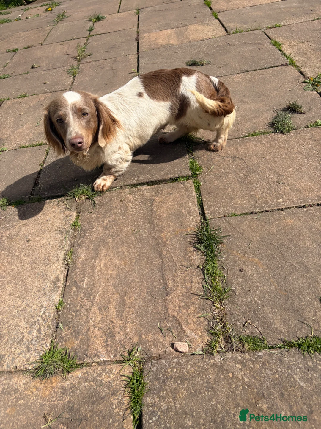 Doxiepoo dogs for sale: Doxiepoo  - Advert 5