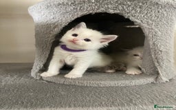Ragdoll cats for sale: GCCF Seal point and bi colour Ragdoll Kittens - Image 29