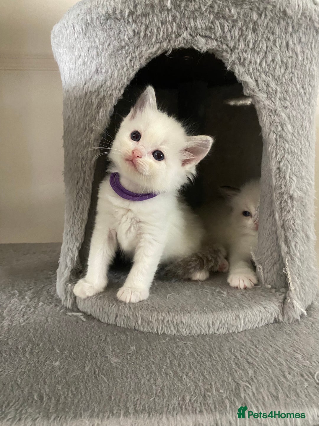 Ragdoll cats for sale: GCCF Seal point and bi colour Ragdoll Kittens - Image 29