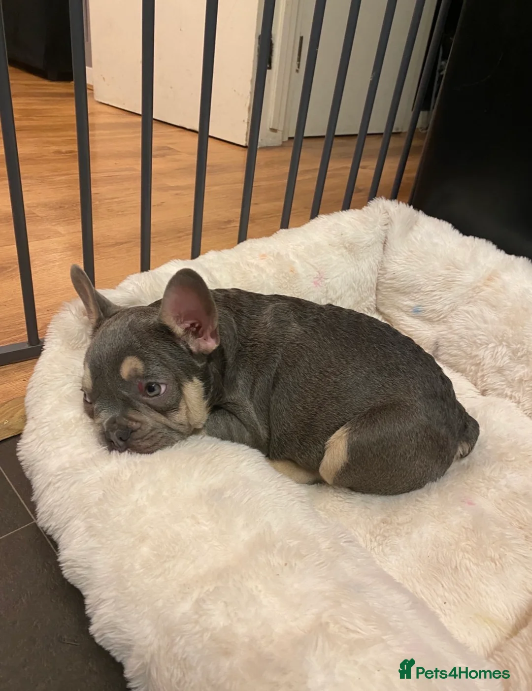French Bulldog dogs for sale: French bulldog 4months old  - Advert 1