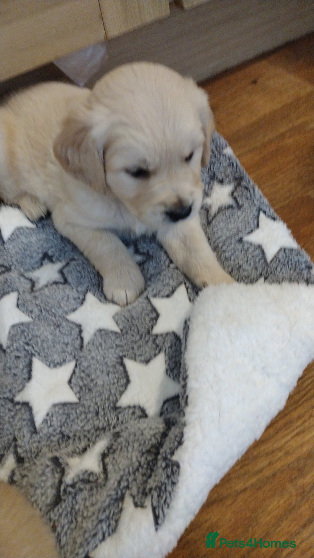 Golden Retriever dogs for sale: Golden Retriever Puppies For Sale - Image 5