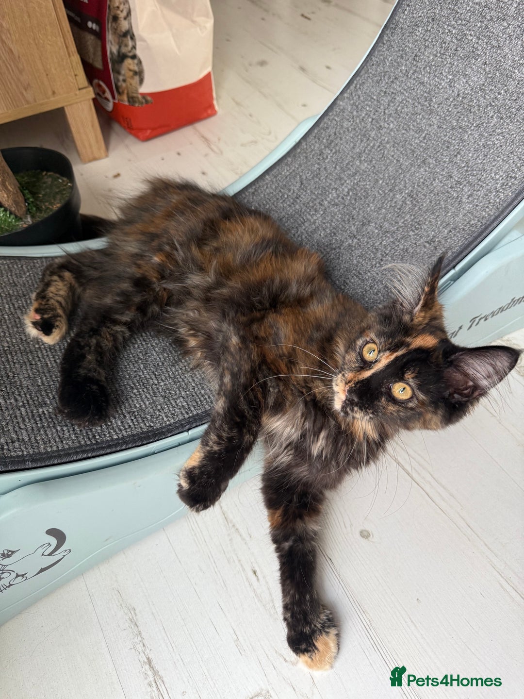 Maine Coon cats for sale: 2 GIRLS LEFT Purebred Maine Coon Kittens Blackburn - Image 5