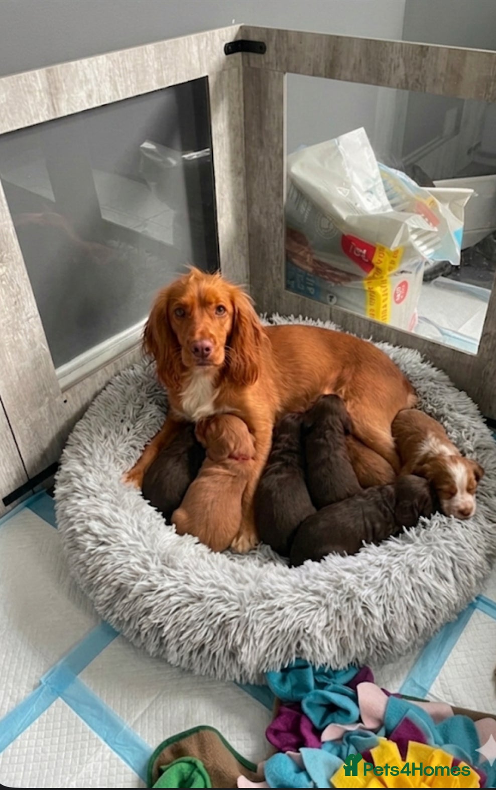 Cocker Spaniel dogs Cocker spaniel puppies  - Advert 1