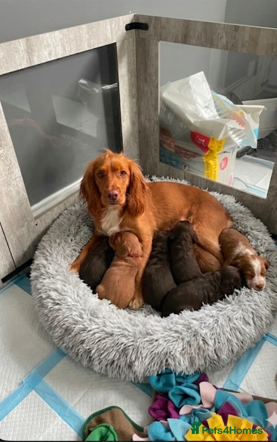 Cocker Spaniel dogs for sale: Cocker spaniel puppies  - Advert 1