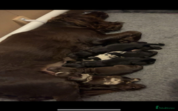 Sprocker dogs for stud: Milo  - Image 15