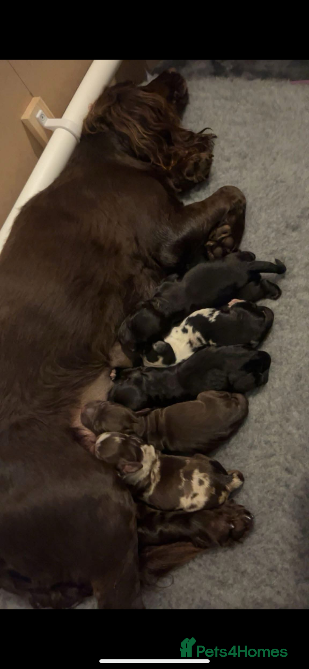 Sprocker dogs for stud: Milo  - Image 15