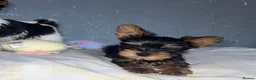 Yorkshire Terrier dogs for sale: Yorkshire terrier/Mini/Parti-colored/Traditional - Advert 9
