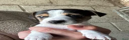 Jack Russell dogs for sale: Fantastic jack russel puppies - Advert 8