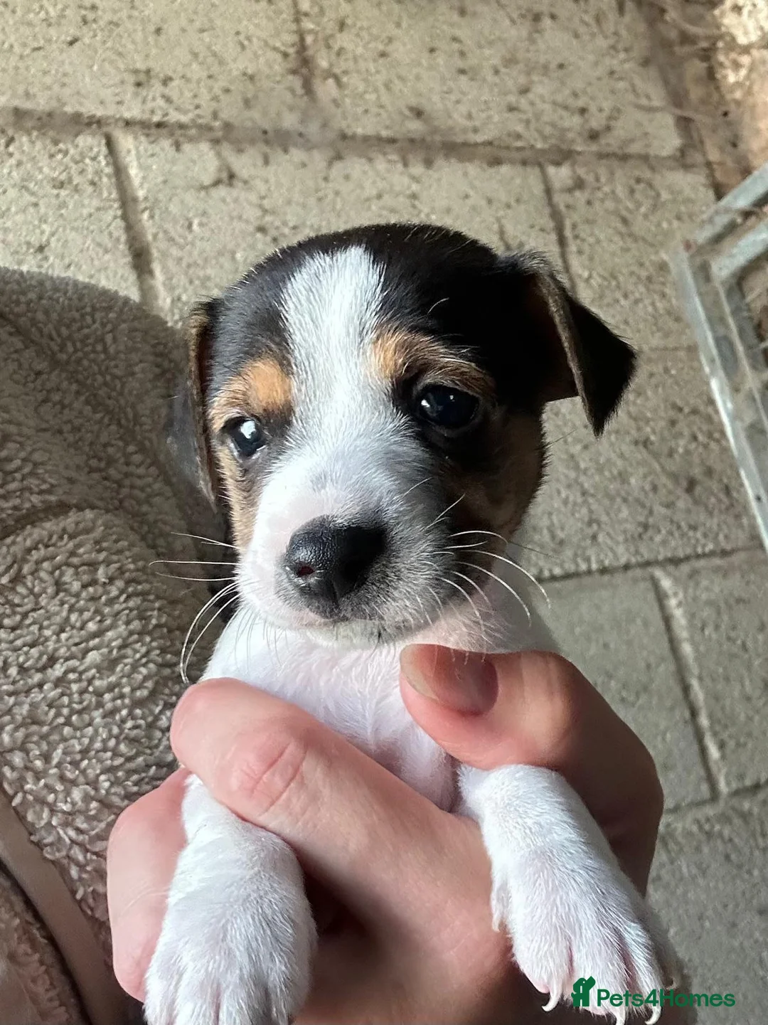 Jack Russell dogs for sale: Fantastic jack russel puppies - Advert 8