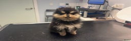 Pomeranian dogs for stud: Prince available for stud services  - Advert 7