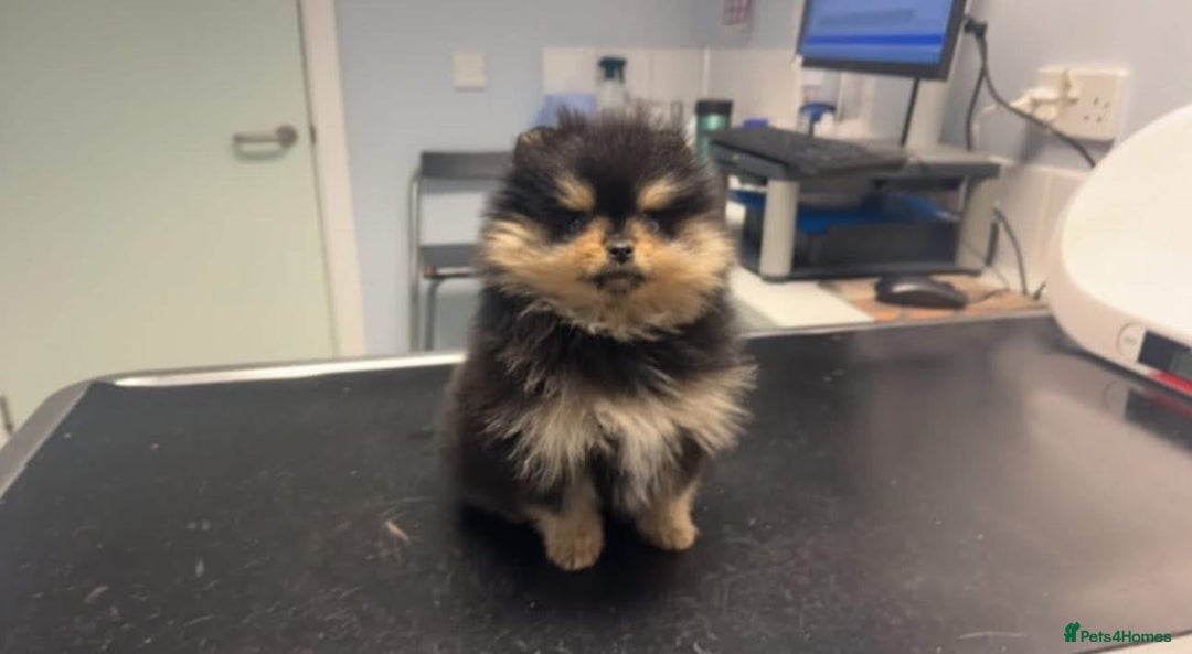 Pomeranian dogs for stud: Prince available for stud services  - Advert 7