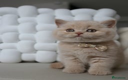 British Shorthair cats for sale: ❤️ Beautiful British Shorthair ❤️ - Image 4