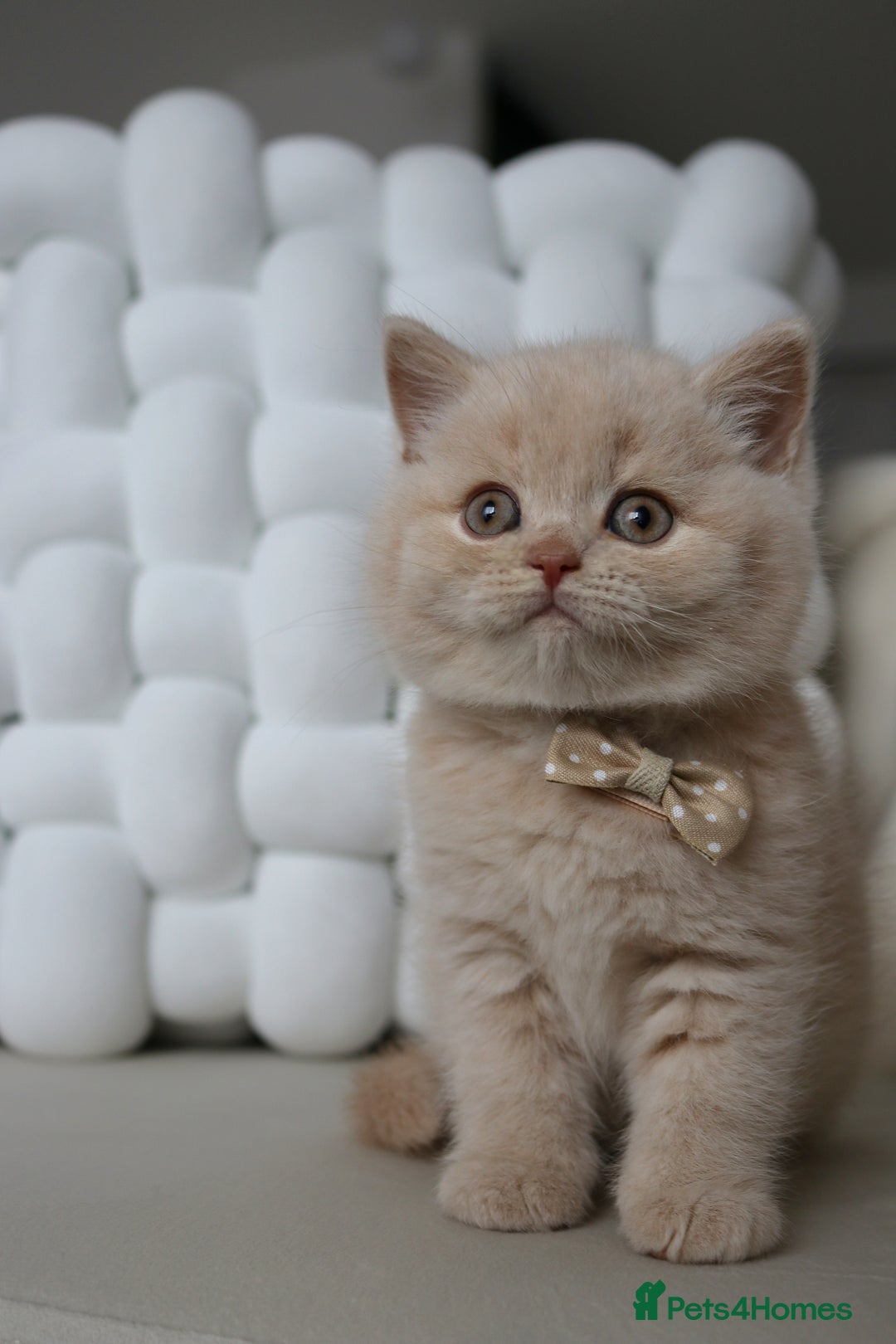 British Shorthair cats for sale: ❤️ Beautiful British Shorthair ❤️ - Image 4