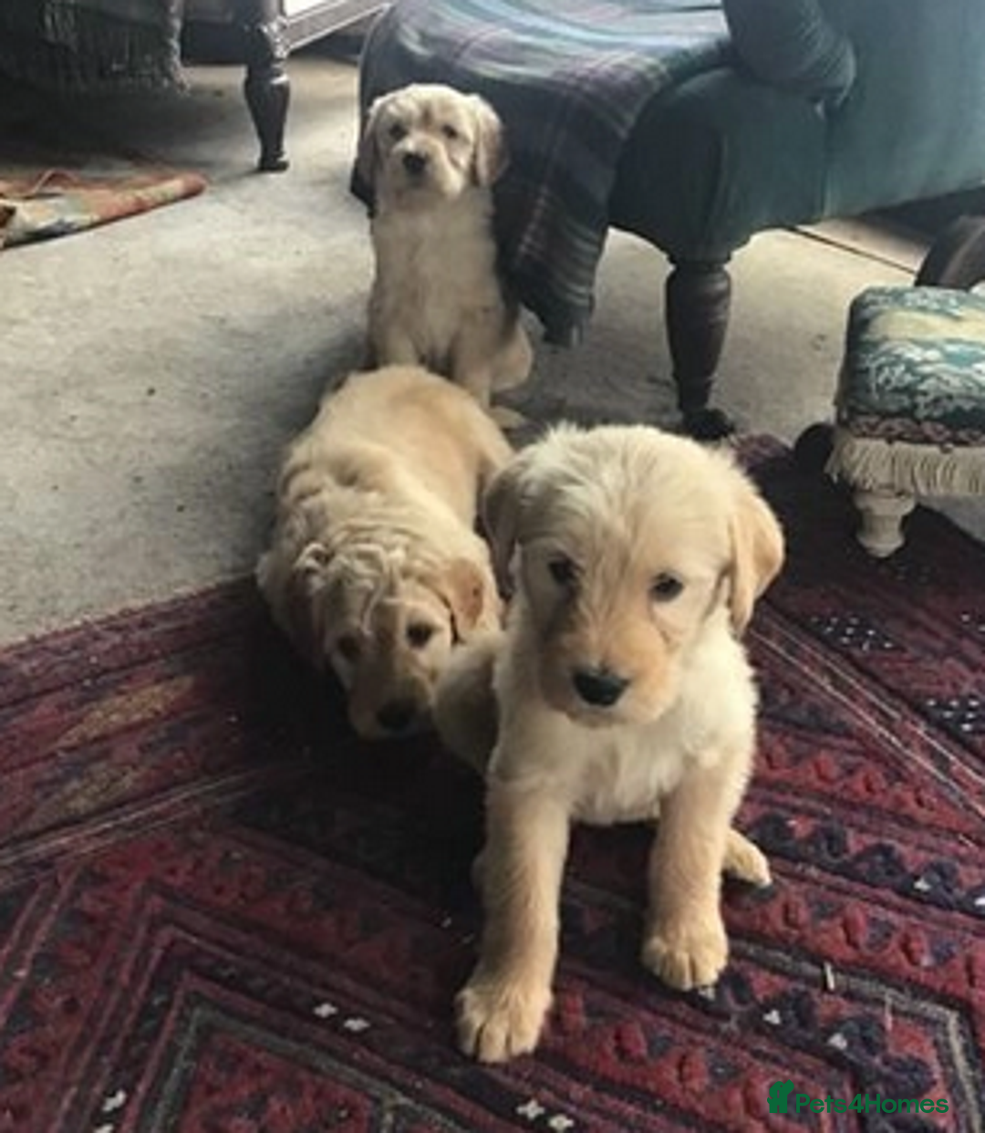 Labradoodle dogs for sale: Lovely Labradoodle Puppies Licenced Breeder - Image 4