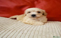 Maltipoo dogs for sale: Gorgeous Maltipoo Puppies  - Image 2