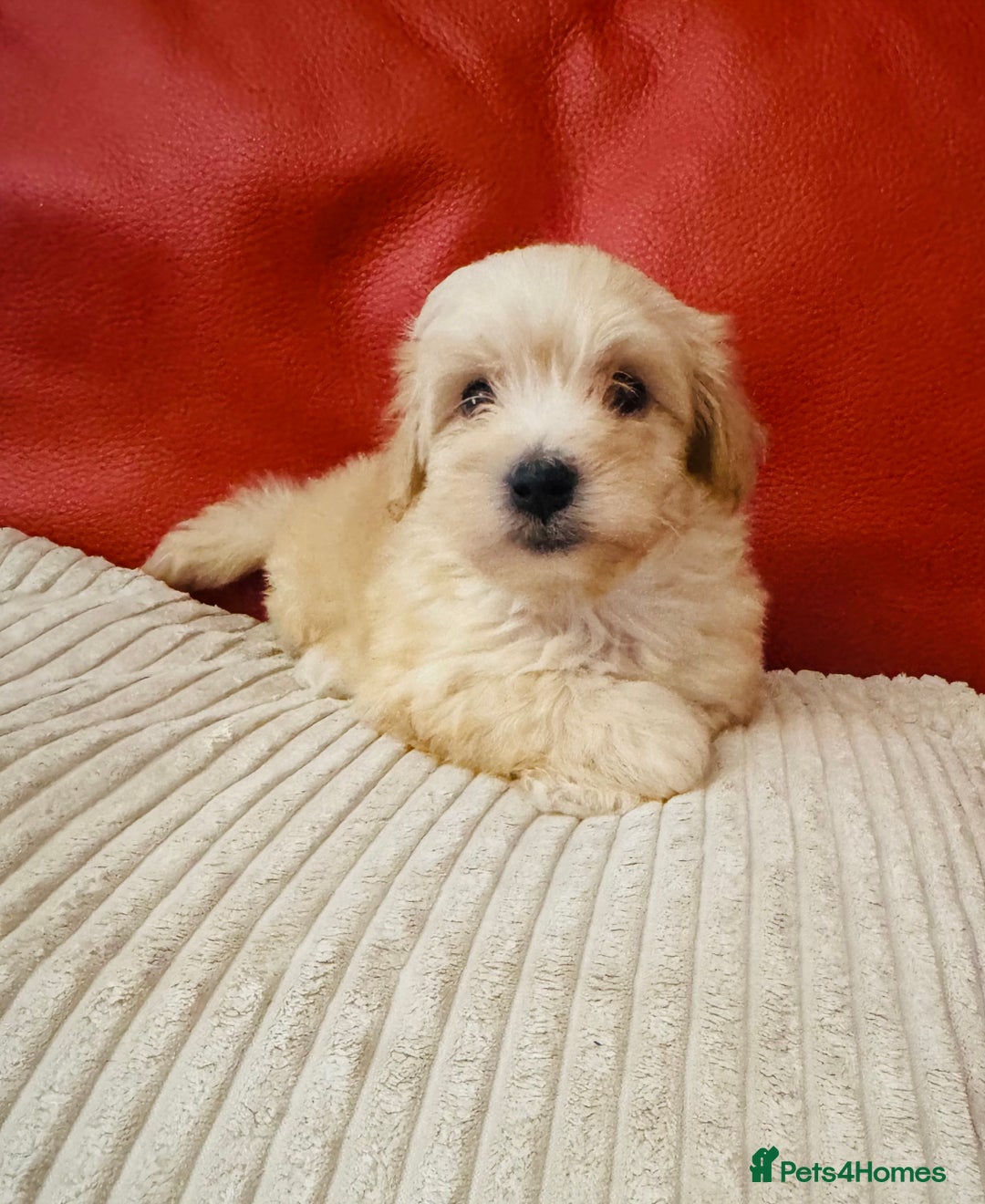 Maltipoo dogs for sale: Gorgeous Maltipoo Puppies  - Image 2