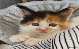 Maine Coon cats for sale: TICA registered pedigree Maincoon kittens - Image 13