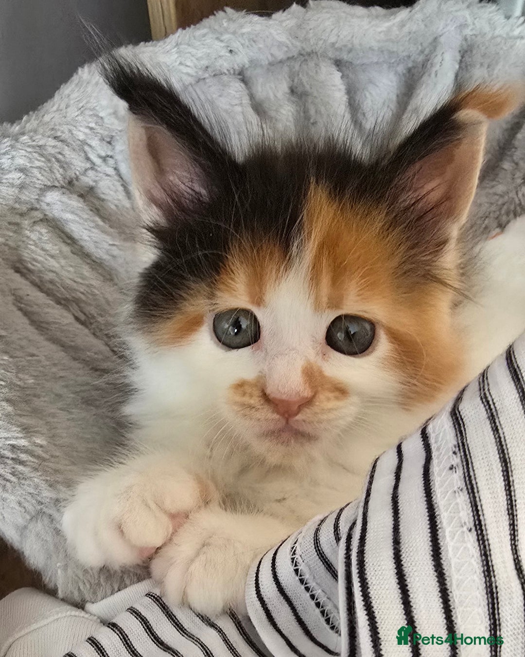 Maine Coon cats for sale: TICA registered pedigree Maincoon kittens - Image 13
