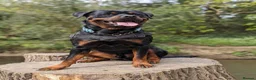 Rottweiler dogs for stud: ROTTWEILER FOR STUD - Advert 1