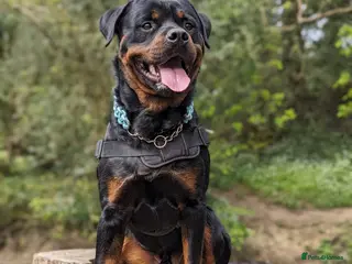 Rottweiler dogs ROTTWEILER FOR STUD - Advert 5