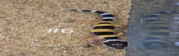 Gecko reptiles for sale: Female Leopard Geckos - Advert 4