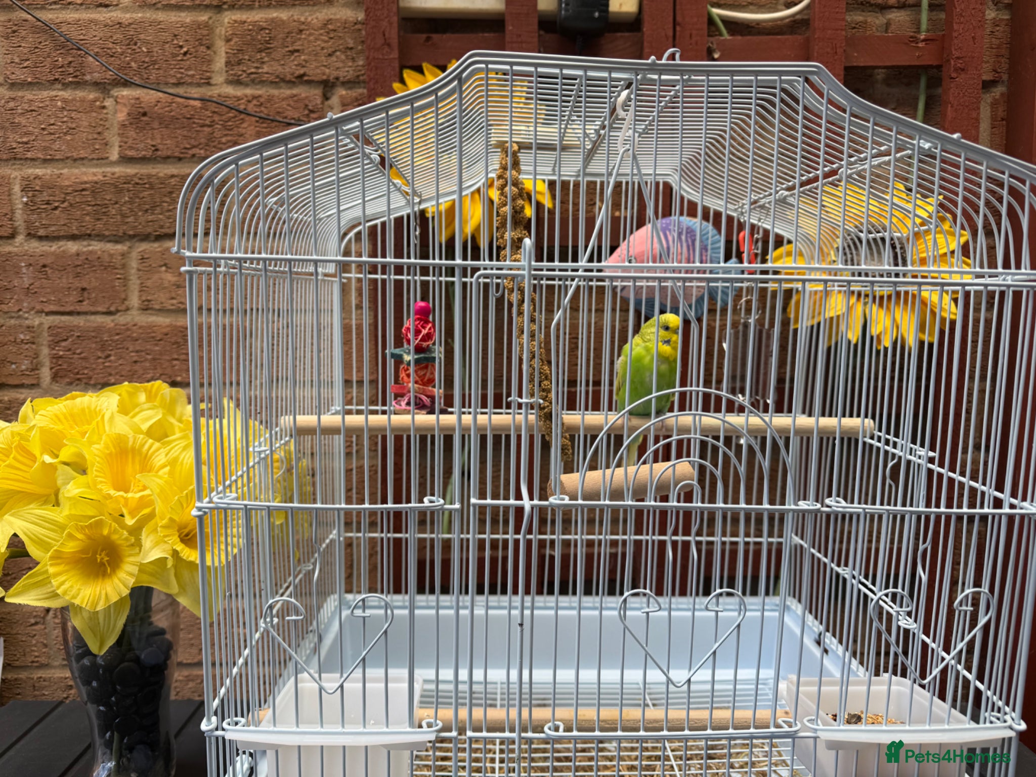 Budgerigars birds Beautiful young budgie with cage/accessories - Advert 1