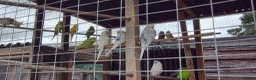 Budgerigars birds for sale: 10 budgies to go together - Advert 1