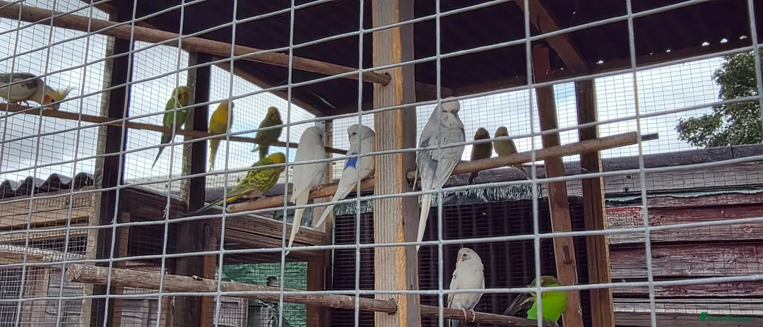 Budgerigars birds for sale: 10 budgies to go together - Advert 1