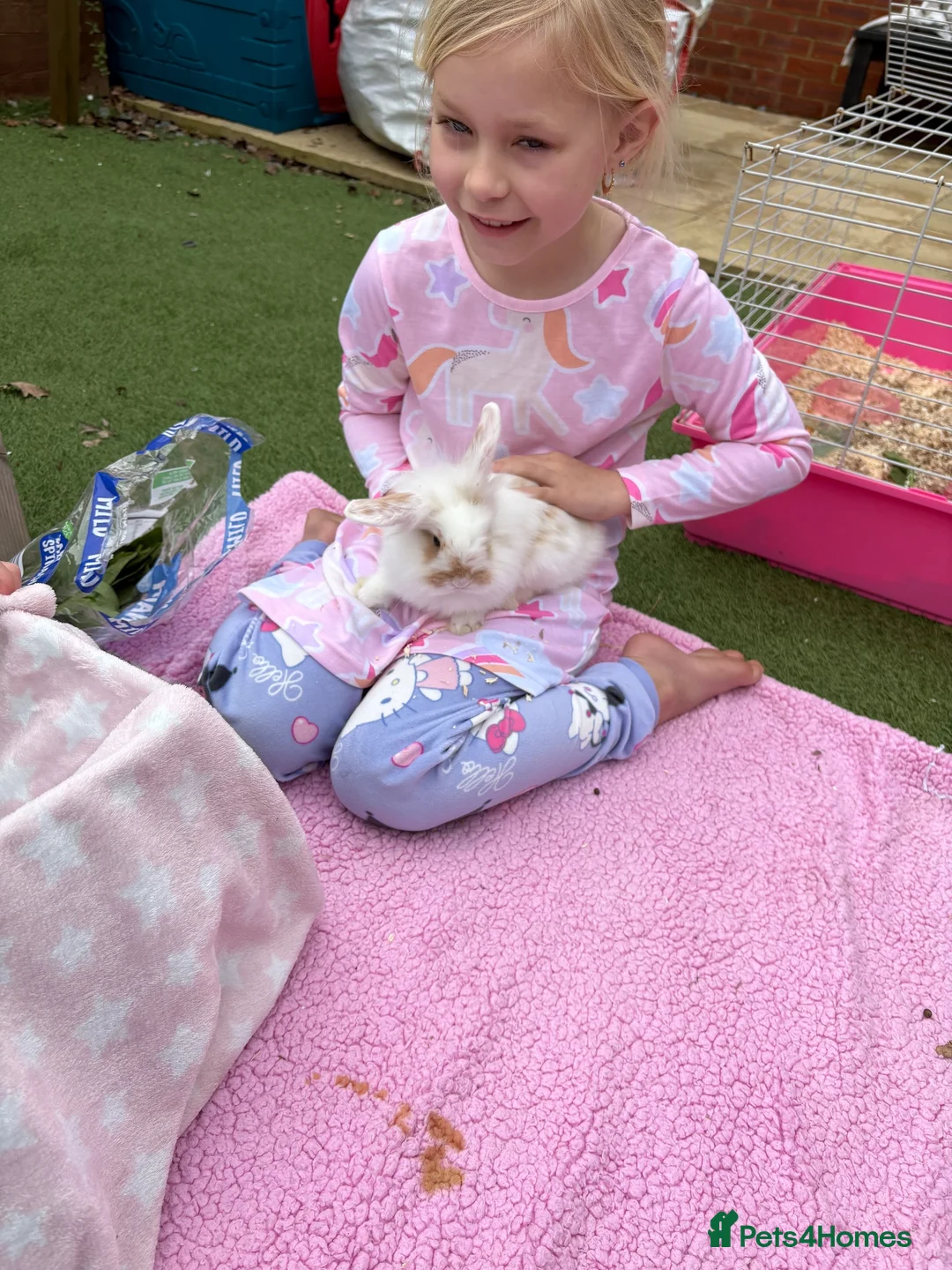 Mini Lion Lop rabbits for sale: 2x male mini lion lop bunnies & hutch & set up in Didcot - Advert 1