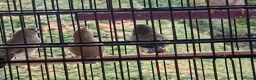 Finches birds for sale: 6 Young Zebra Finches - Advert 5