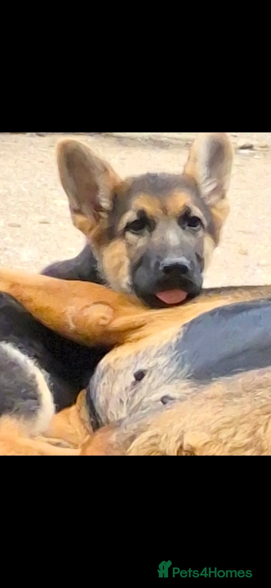 German Shepherd dogs KC German Shepherd pup LAST BOY! - Advert 11