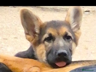 German Shepherd dogs KC German Shepherd pup LAST BOY! - Advert 12