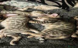 Bengal cats for sale: Silver Bengal kitten for sale  - Advert 2