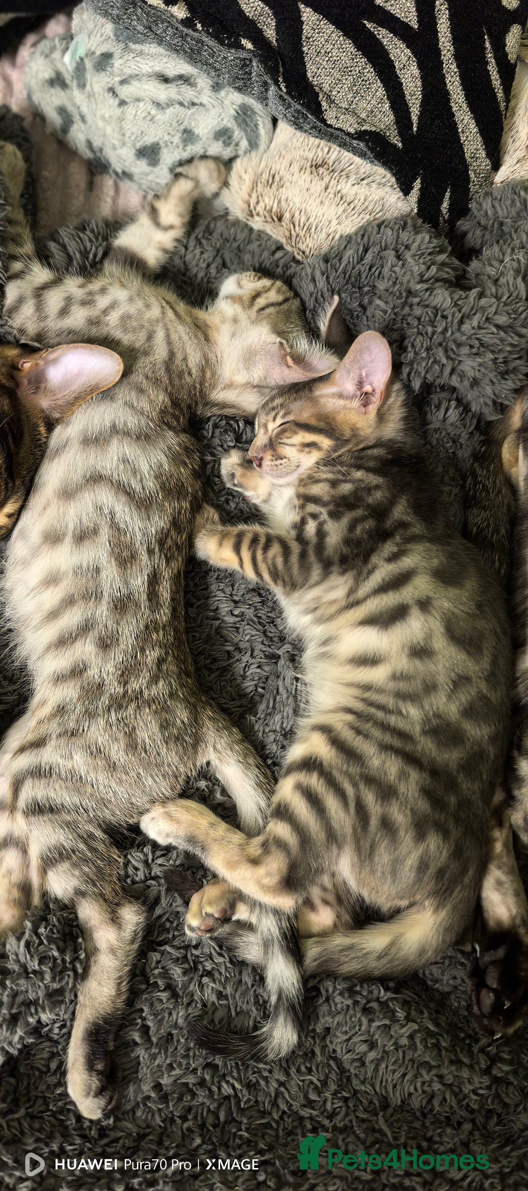 Bengal cats for sale: Silver Bengal kitten for sale  - Advert 2