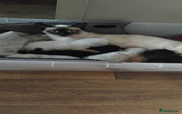 Domestic Shorthair cats for sale: Kittens black or white - Image 5