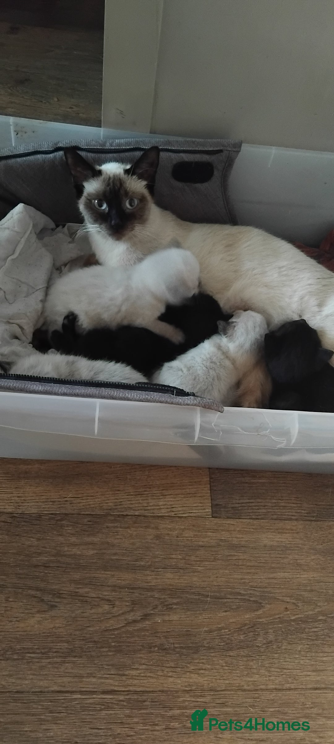 Domestic Shorthair cats for sale: Kittens black or white - Image 5