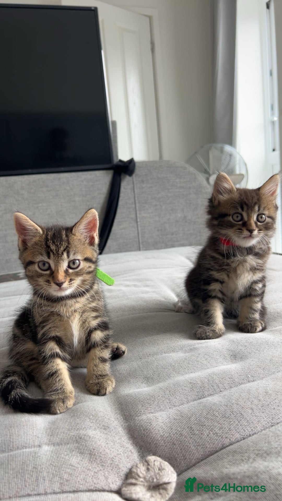 Mixed Breed cats Mixed breed kittens (Tabby) - Advert 6