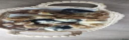Chickens poultry for sale: Day‑Old Chicks and Hatching eggs - pure breed - Advert 6