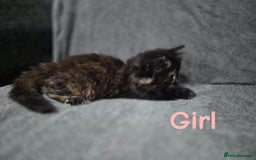 British Longhair cats for sale: Long haired kittens - Image 5