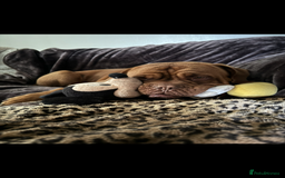 Dogue De Bordeaux dogs for stud: *** Ready to stud *** - Image 7