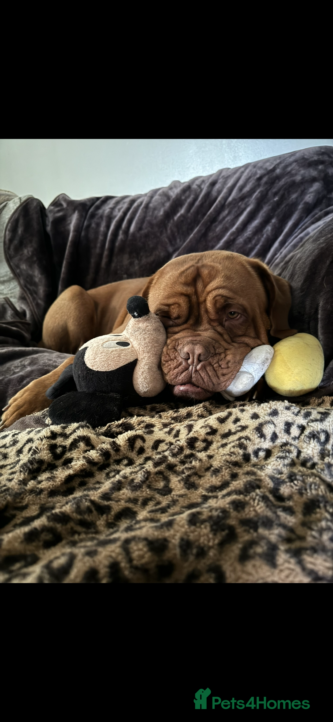 Dogue De Bordeaux dogs for stud: *** Ready to stud *** - Image 7