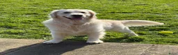 Golden Retriever dogs for stud: MURPHY: GENETICALLY CLEAR, HANDSOME STUD DOG - Advert 4
