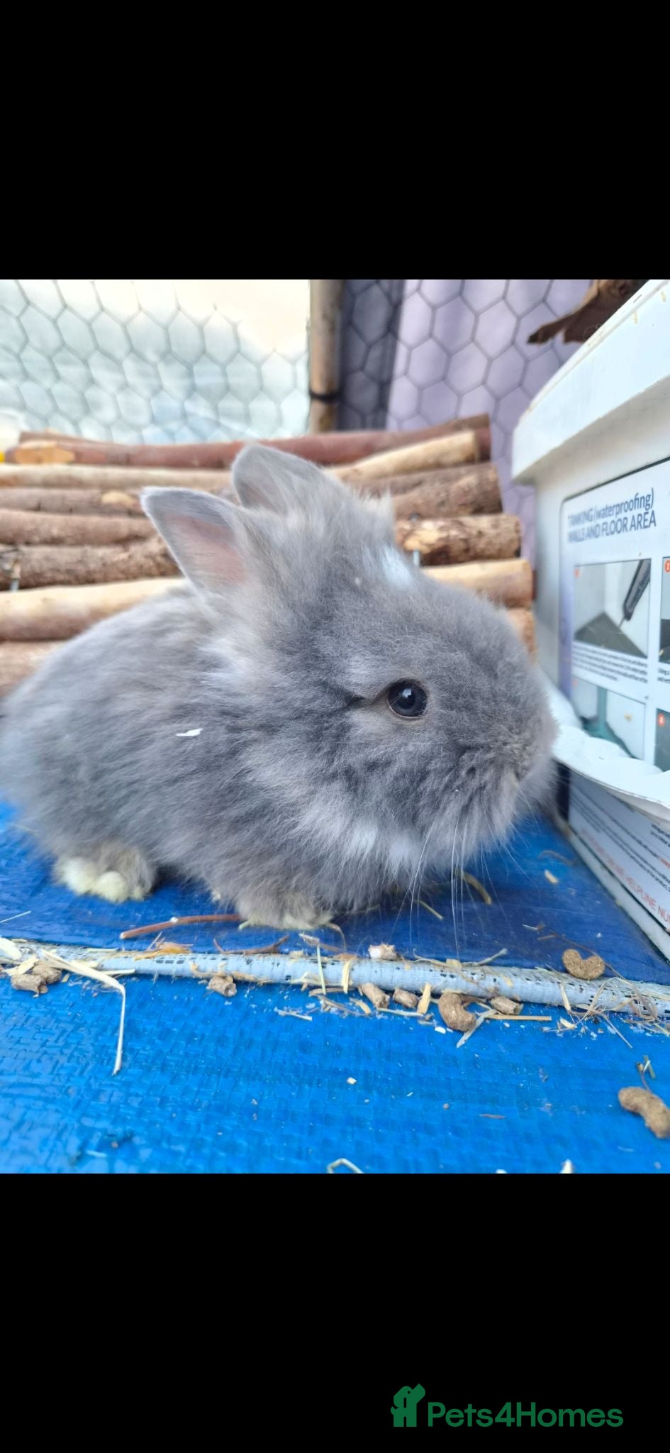 Angora rabbits Angora x lion head available from 28th Aug - Advert 2