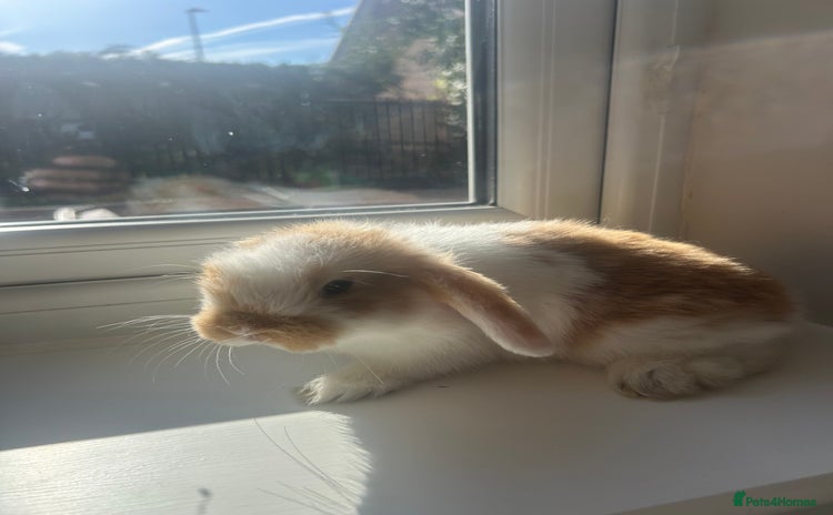 Dwarf Lop rabbits - Advert 2