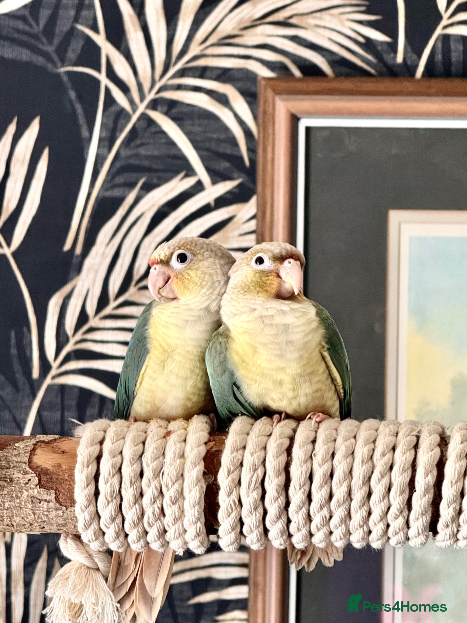 Conures birds Hand tame baby conures - Advert 2