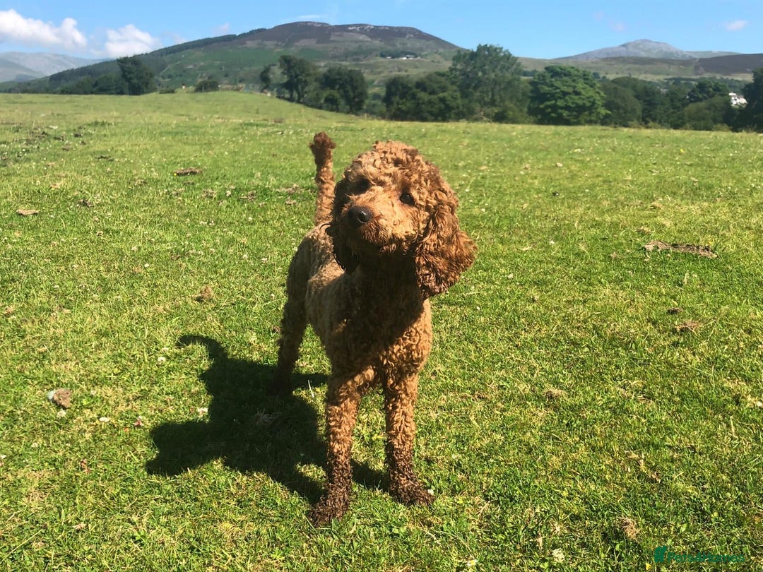 Labradoodle dogs for sale: Red curly labradoodles (F1b) - Image 15