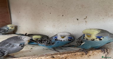 Budgerigars birds - Advert 3